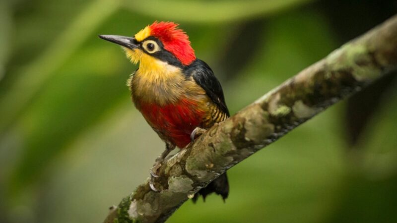 Observação de aves marca abertura do Junho Verde em Blumenau