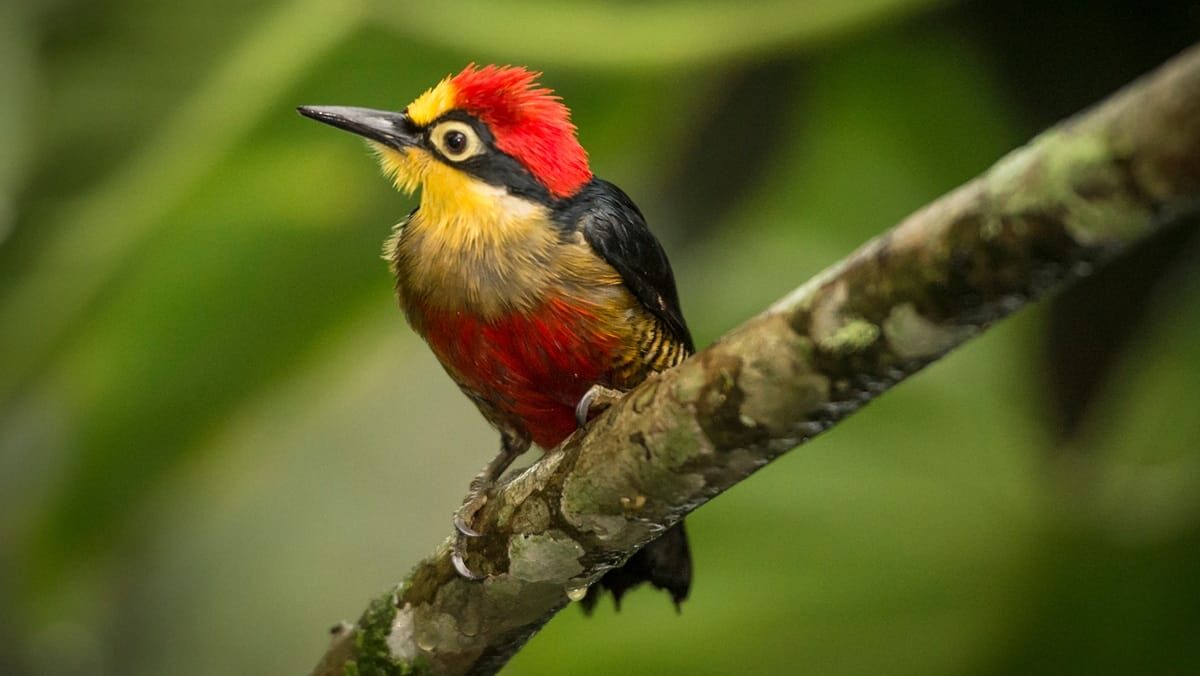 Observação de aves marca abertura do Junho Verde em Blumenau