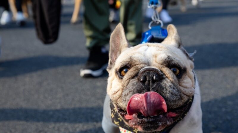 Cãominhada de Blumenau: inscrições gratuitas abertas para a 31ª edição
