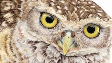 Biblioteca da FURB recebe a exposição “Foco Naquilo que Voa”, de Maurício Huber, em setembro